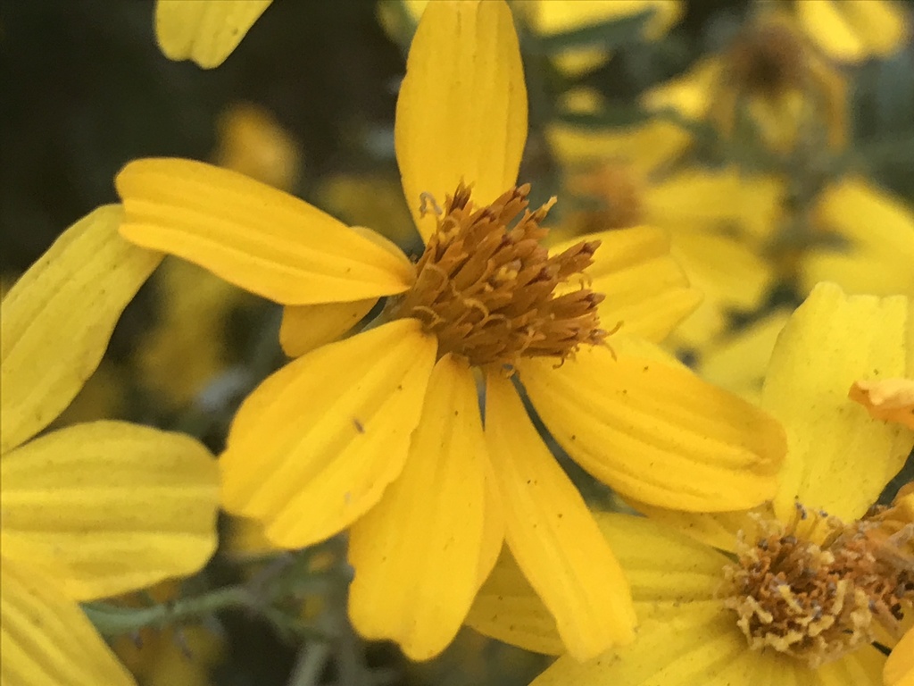 Mexican marigold