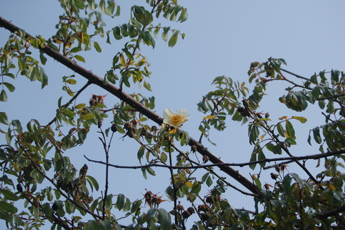 Abyssinian rose