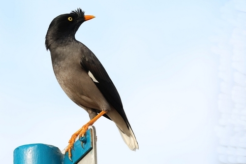 Jungle Myna
