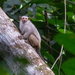 Snethlage's Marmoset - Photo (c) Jessica dos Anjos, all rights reserved, uploaded by Jessica dos Anjos