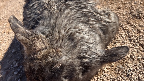 Southern Hairy-nosed Wombat