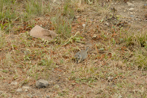 Uinta Ground Squirrel observed by mogan