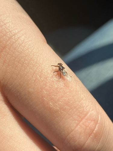 Unknown species found near Moyie Springs, ID, US