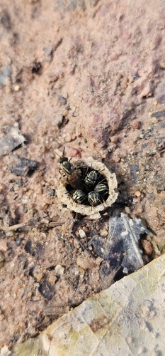 Paratrigona subnuda