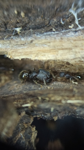 Pheidole sigillataPheidole sigillata