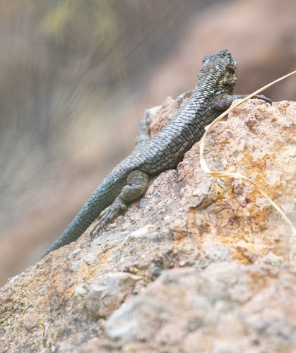 Island Fence Lizard
