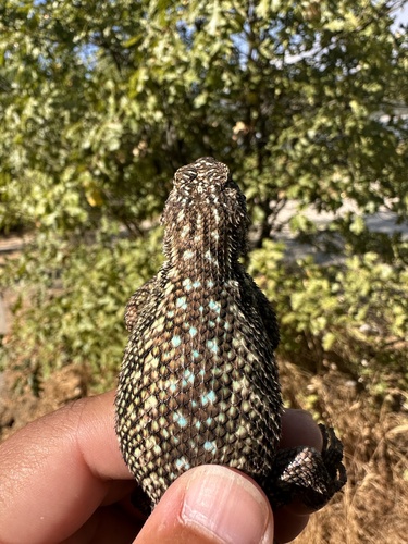 iNaturalist observation photo of Western Fence Lizard