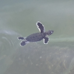 Green turtle