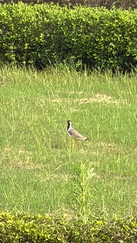 Red-wattled Lapwing