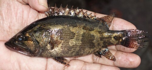 Gangetic leaffish