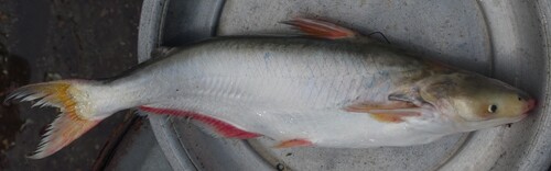 Pangas catfish