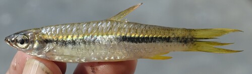 Slender Rasbora