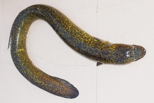 Indian Mottled Eel