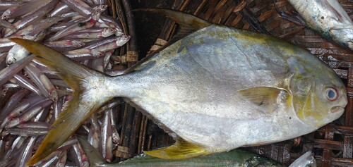 Indian pompano