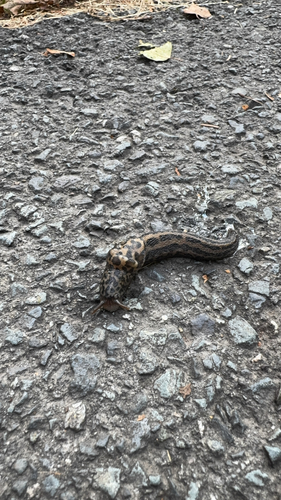 Limax maximus