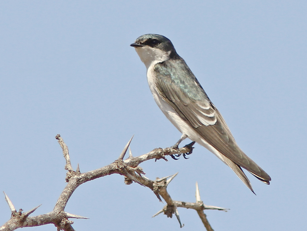 Tumbes Swallow (Tachycineta stolzmanni) photo