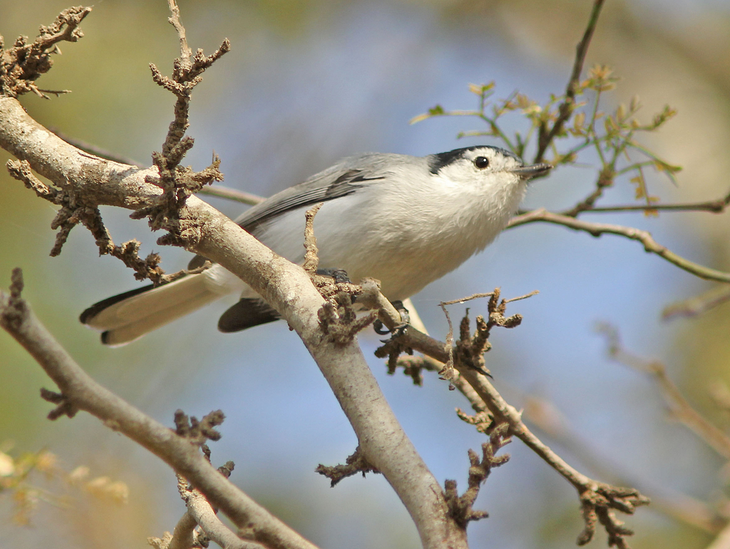 https://static.inaturalist.org/photos/56352481/large.jpg