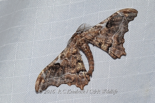 Hyposidra violescens