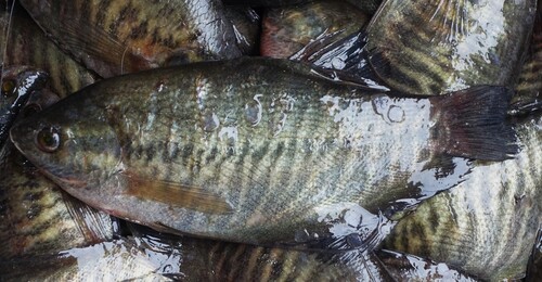 Snakeskin Gourami
