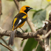 White-edged Oriole - Photo (c) David Beadle, all rights reserved, uploaded by dbeadle