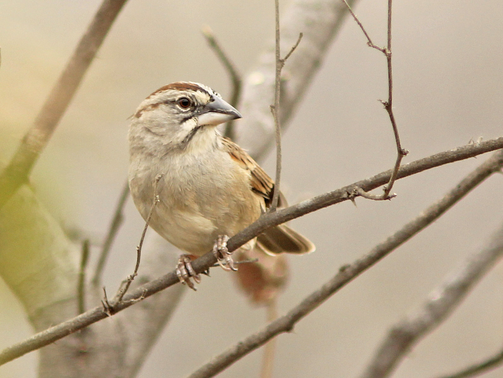 Tumbes Sparrow photo