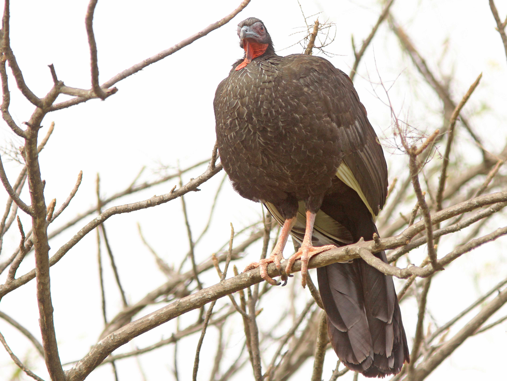 White-winged Guan in October 2015 by dbeadle. White-winged Guan ...