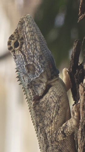 Mozambique Agama