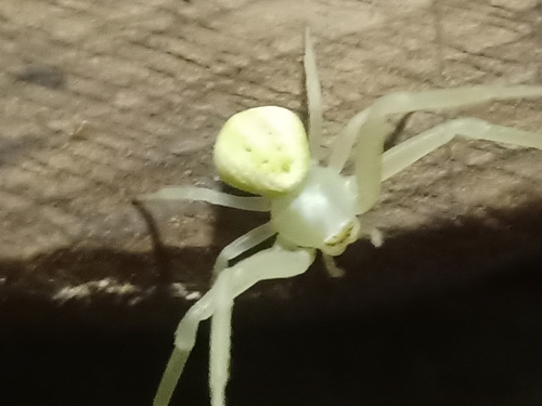 Goldenrod Crab Spider