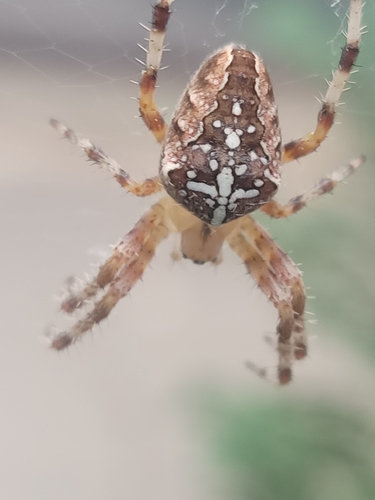 Cross Orbweaver