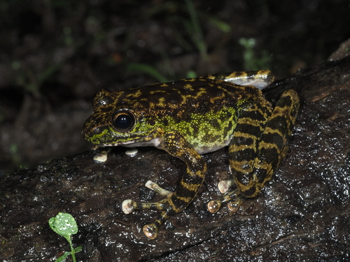 Amolops marmoratus (Blyth, 1855)