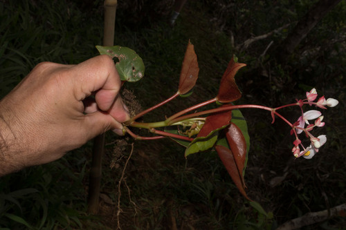 Begonia bissei