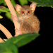 Gursky's Spectral Tarsier - Photo (c) Carlos N. G. Bocos, all rights reserved, uploaded by Carlos N. G. Bocos