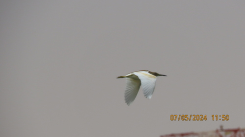 Squacco Heron
