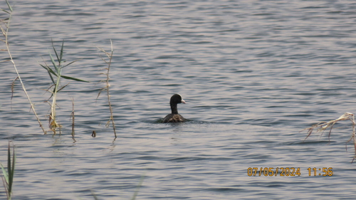 Eurasian Coot