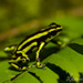 Yellow-bellied Poison Frog - Photo (c) Dennis Nilsson, all rights reserved