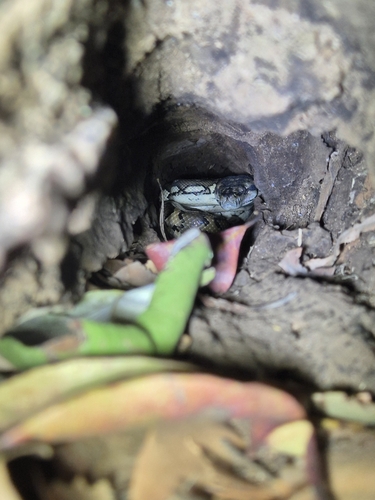 Coastal Carpet Python sighting