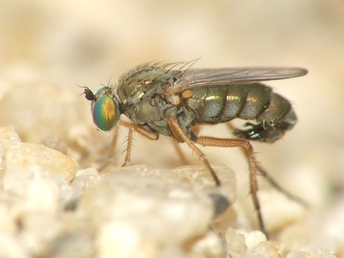 Muscidideicus praetextatus