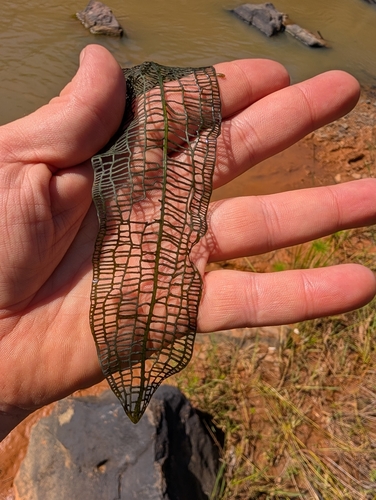 Aponogeton madagascariensis