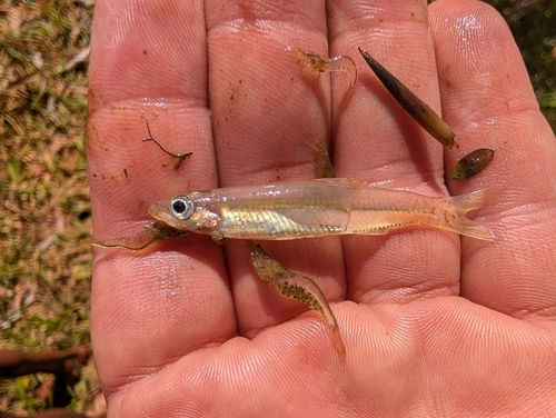 Madagascar Round Herring