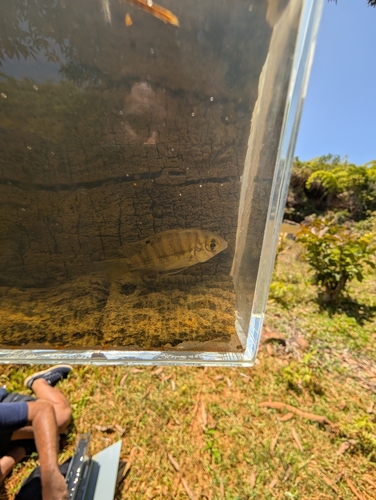 Ptychochromis grandidieri
