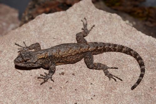 Lemos-Espinal's Spiny Lizard
