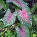 Caladium bicolor chantinii - Photo (c) Alijah Therese Garay Pante, all rights reserved, uploaded by Alijah Therese Garay Pante