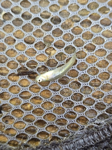 Gambusia affinis