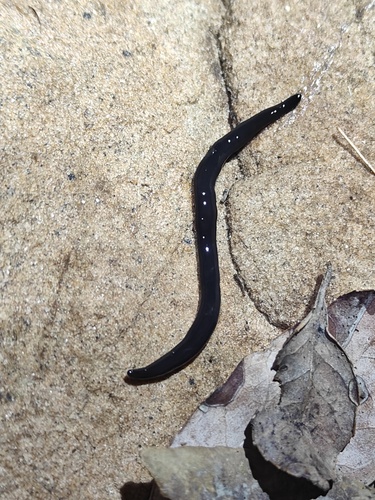 Land Planarians