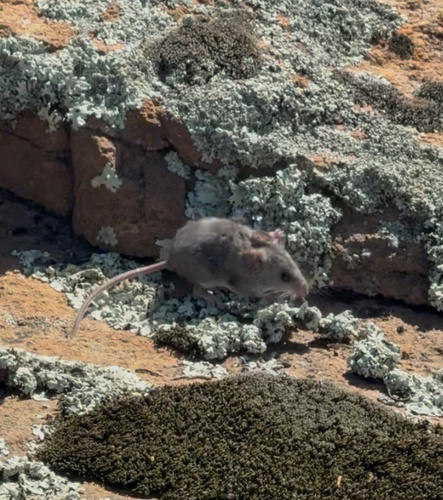 Barbour's rock mouse (Petromyscus barbouri) — Least Concern Mammalia