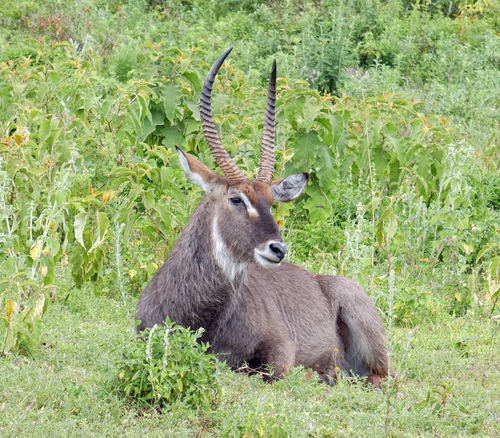 Waterbuck