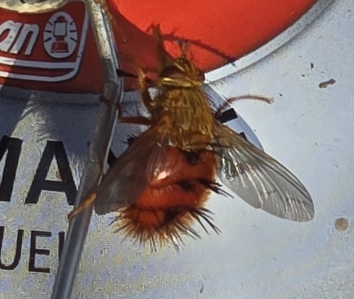 Unknown species found near Fremont County, US-WY, US