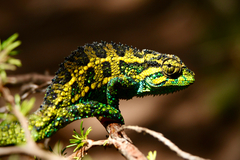 Mount Kenya Side-striped Chameleon (Trioceros schubotzi) · iNaturalist