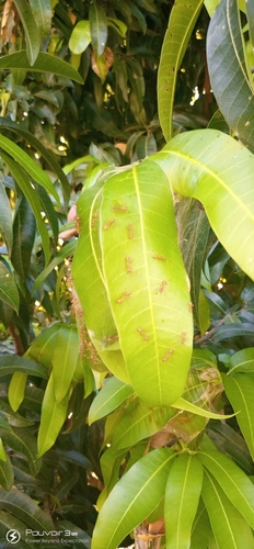 African Weaver Ant