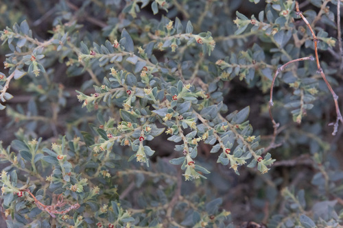 Euphorbia scopulorum var. scopulorum